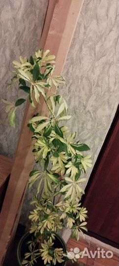 Комнатные цветы шефлера