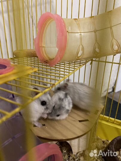 Джунгарики