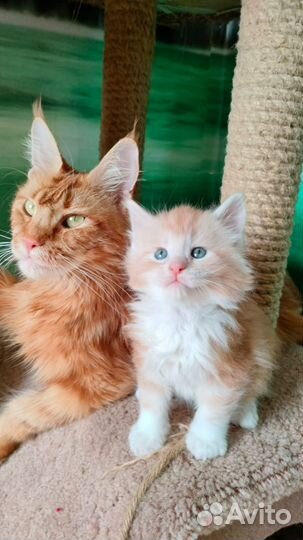 Котята мейн-кун рыжие