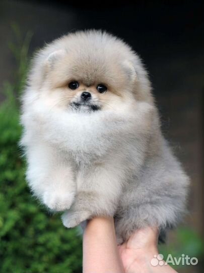 Померанский шпиц щенки