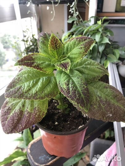 Вегатативные колеусы