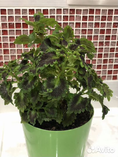 Вегатативные колеусы