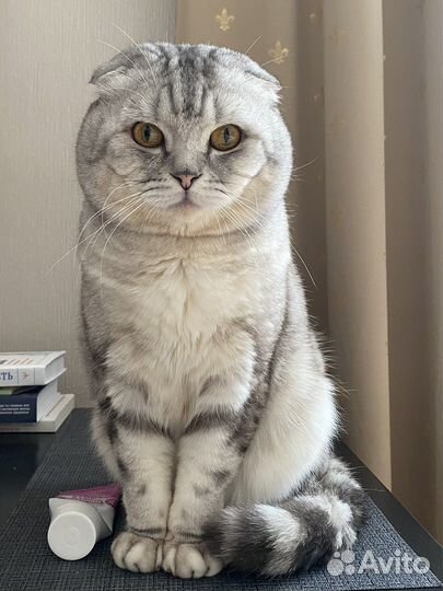 Кот для вязки
