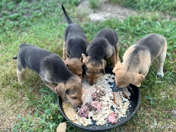 Щенки русской гончей
