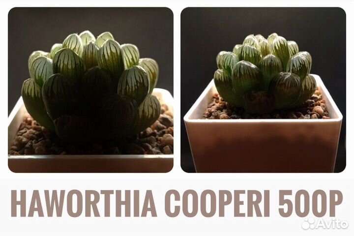 Суккуленты ll