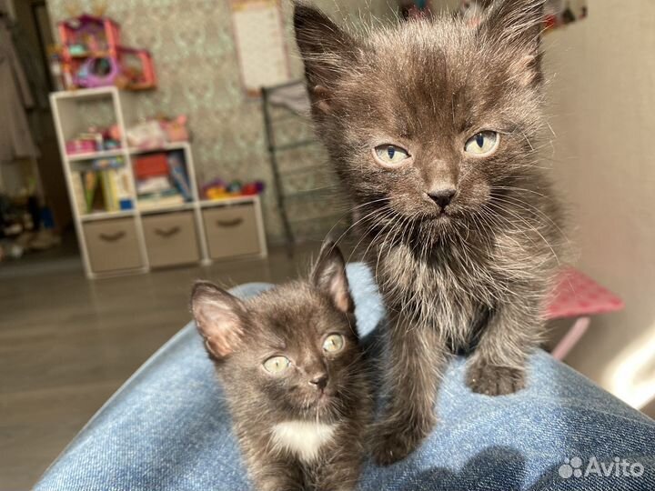Котята бесплатно
