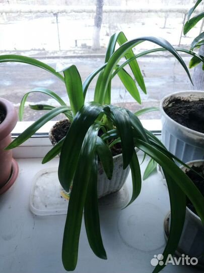 Гиппеаструм