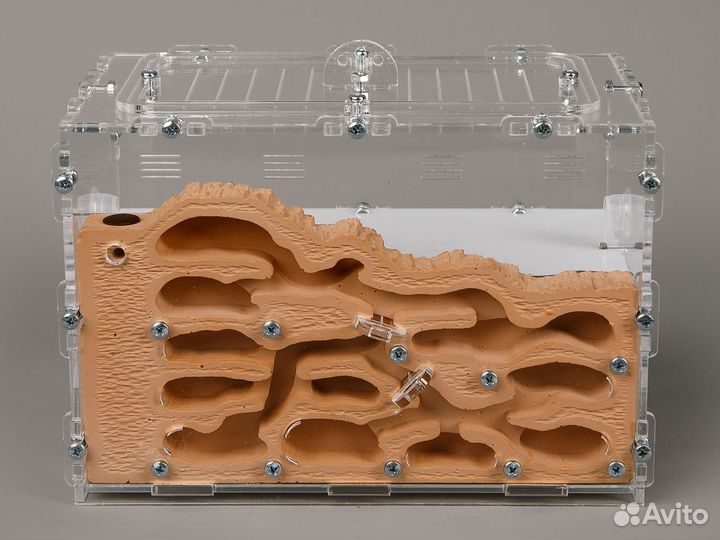 Муравьиная ферма