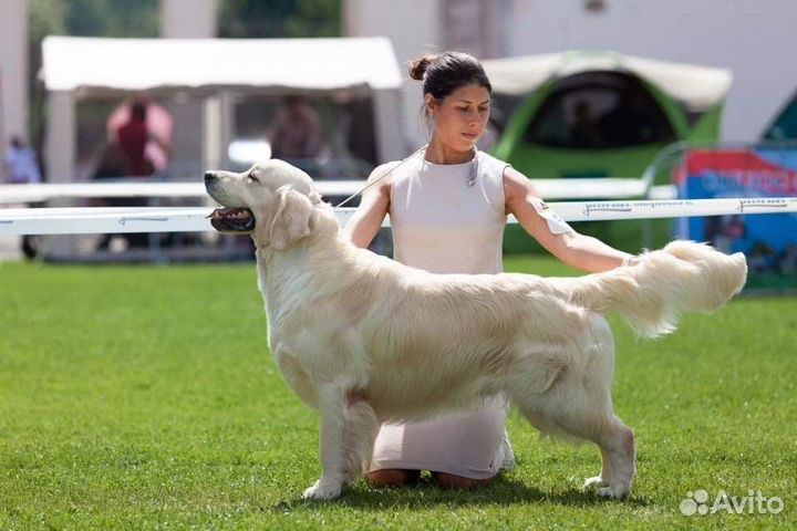 Золотистый ретривер