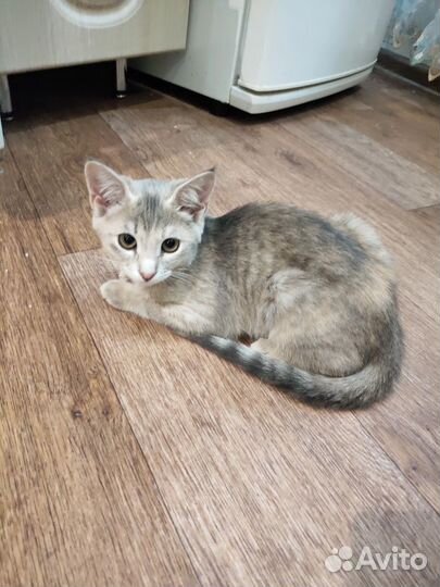 Кошечка- красавица