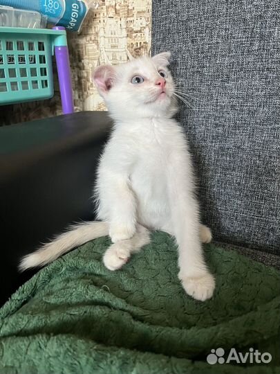 Котёнок вислоухий
