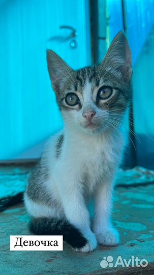 Отдам в добрые руки котят