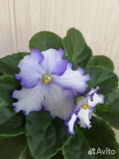 Фиалки стандарты