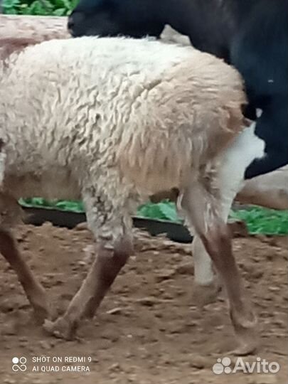 Овцы бараны