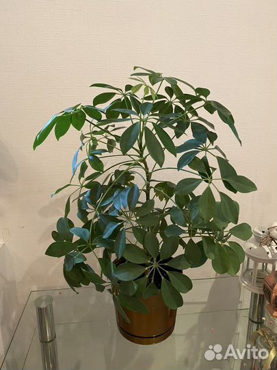 Шефлера 75 см