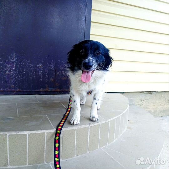 Добрая собака