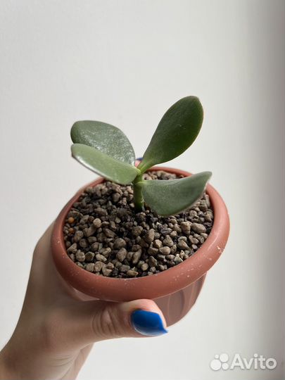 Крассула Овата сансет (Толстянка/Денежное дерево)