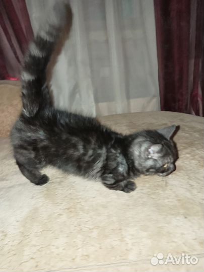 Котята манчкин стандарт. Мальчик