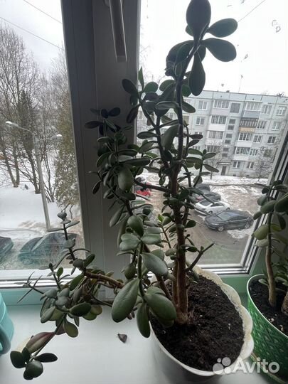Крассула/ денежное дерево