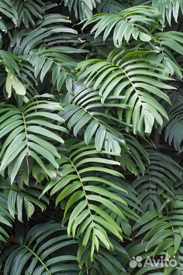 Рафидофора Rhaphidophora decursiva