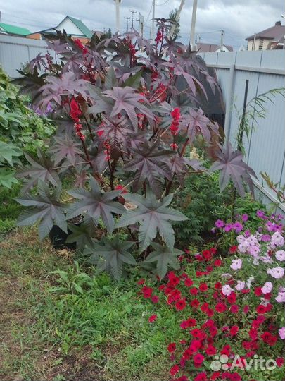 Клещевина рассада