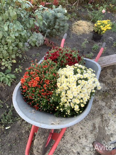 Хризантемы мультифлора