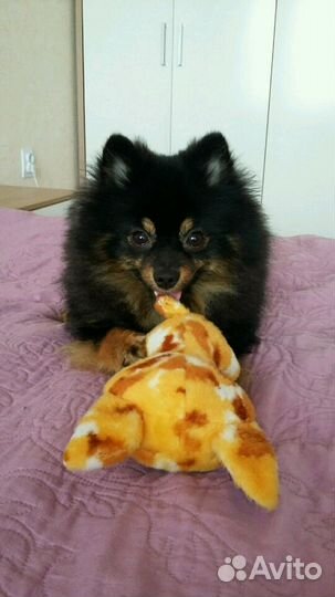 Шпиц (вязка)