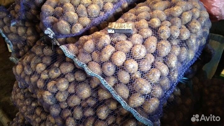 Картофель на посадку, колумбо и т. д