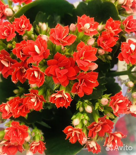 Каланхоэ Каландива