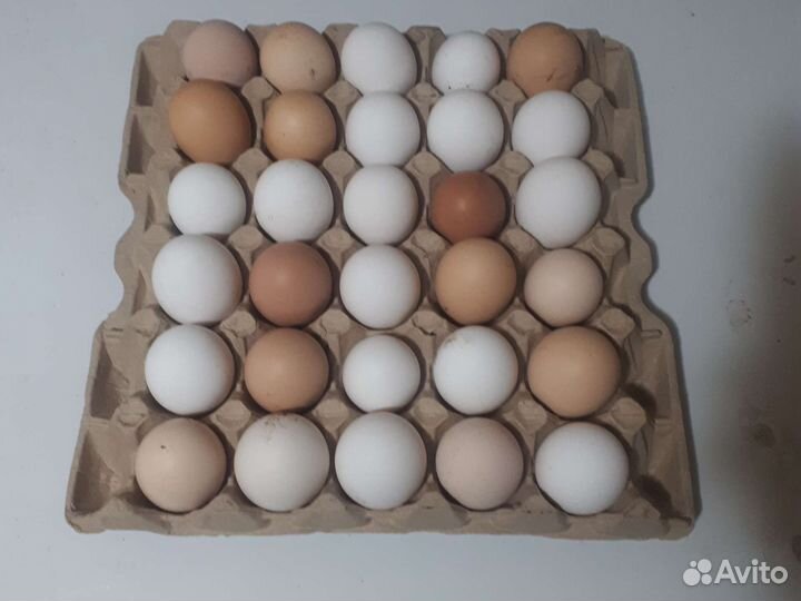 Домашние куриные яйца
