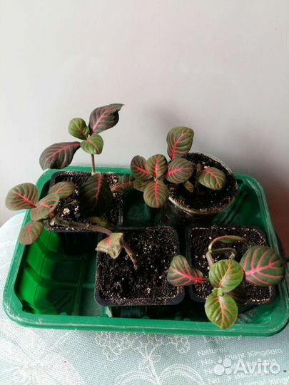 Фиттония Fortissimo