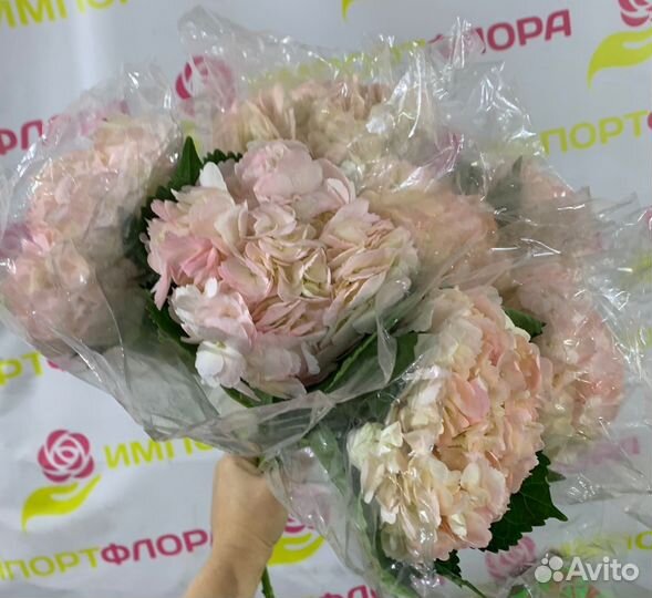 Гортензия и другие срезанные цветы оптом