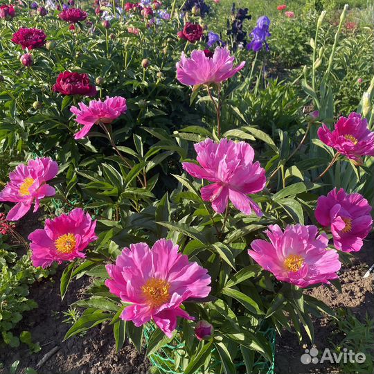 Пион August Dessert, Dansing Butterfly