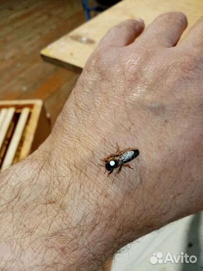 Пчелопакеты Carnica Troiseck