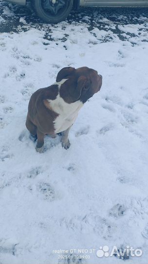 Стаффордширский терьер