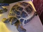 Черепаха сухопутная средниазиатская самец