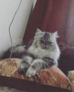 Персидская кошка вязка