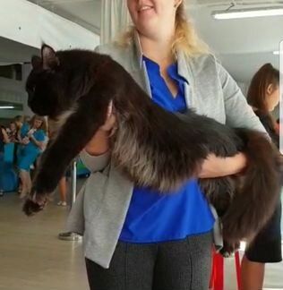Котята мейн кун из питомника. Папа 11600 грамм