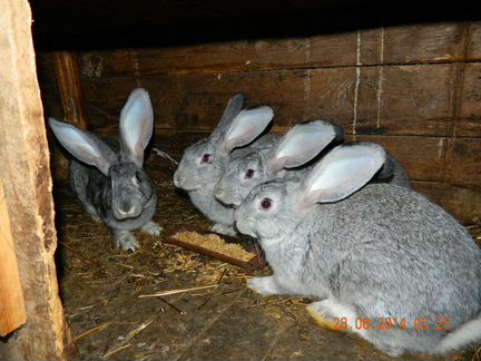 Кролики серый великан