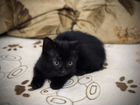 Котенок черный (от сибирской кошки) бесплатно объявление продам