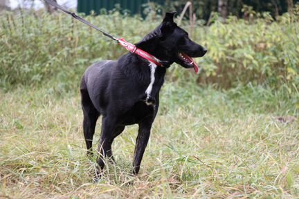 Молодой пёс Барт в добрые руки, в дар