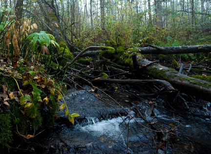 Nikon AF 24-50/3.5-4.5 полный кадр без искажений