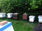 Пчёлы, пчеломатки 20г, пчелопакеты, ульи,инвентарь
