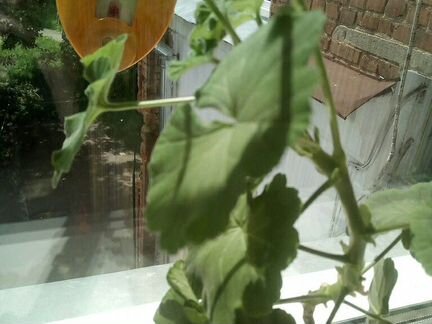 Пеларгония герань