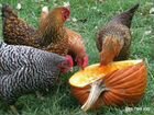 Яйцо пищевое,инкубационное и цыплята от смешанных объявление продам