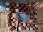 Яйца цветные инкубационные
