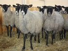 Продам овец романовской породы объявление продам