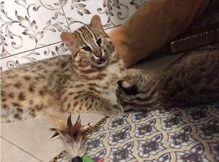 Азиатский леопардовый котенок Огонек ручной