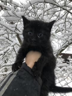 Котята в добрые руки бесплатно