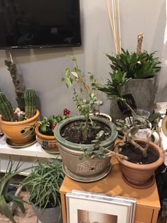 Комнатное растение с кашпо